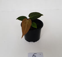 Load image into Gallery viewer, #5 Anthurium Magnificum Hybrid x - Seedling