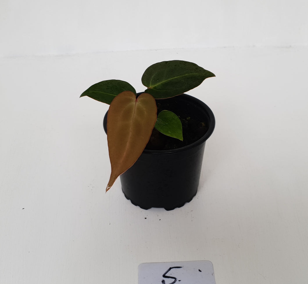 #5 Anthurium Magnificum Hybrid x - Seedling