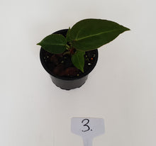 Load image into Gallery viewer, #3 Anthurium Magnificum Hybrid x - Seedling