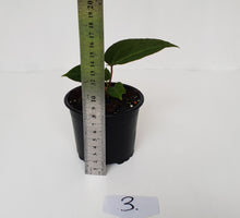 Load image into Gallery viewer, #3 Anthurium Magnificum Hybrid x - Seedling