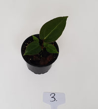 Load image into Gallery viewer, #3 Anthurium Magnificum Hybrid x - Seedling