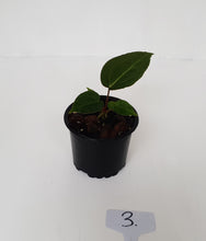 Load image into Gallery viewer, #3 Anthurium Magnificum Hybrid x - Seedling