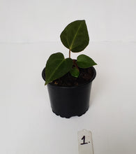 Load image into Gallery viewer, #1 Anthurium Magnificum Hybrid x - Seedling