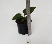 Load image into Gallery viewer, #1 Anthurium Magnificum Hybrid x - Seedling