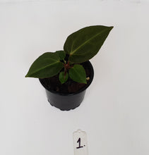 Load image into Gallery viewer, #1 Anthurium Magnificum Hybrid x - Seedling