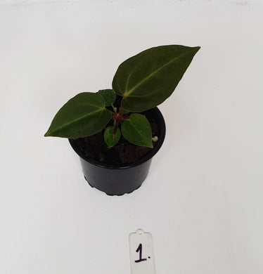 #1 Anthurium Magnificum Hybrid x - Seedling