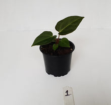 Load image into Gallery viewer, #1 Anthurium Magnificum Hybrid x - Seedling