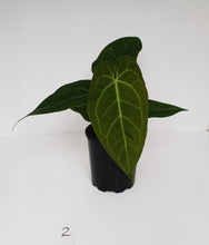 Load image into Gallery viewer, #2 Anthurium &#39;Velvet Shadow&#39;