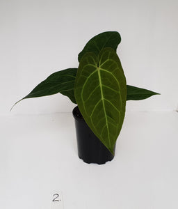 #2 Anthurium 'Velvet Shadow'