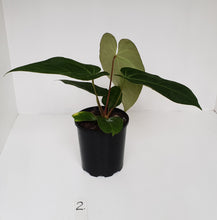 Load image into Gallery viewer, #2 Anthurium &#39;Velvet Shadow&#39;