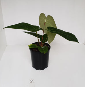 #2 Anthurium 'Velvet Shadow'