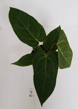 Load image into Gallery viewer, #2 Anthurium &#39;Velvet Shadow&#39;