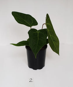 #2 Anthurium 'Velvet Shadow'