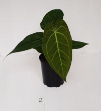 Load image into Gallery viewer, #2 Anthurium &#39;Velvet Shadow&#39;