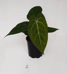 #2 Anthurium 'Velvet Shadow'