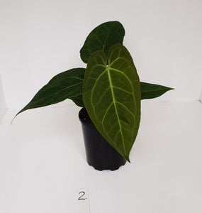 #2 Anthurium 'Velvet Shadow'