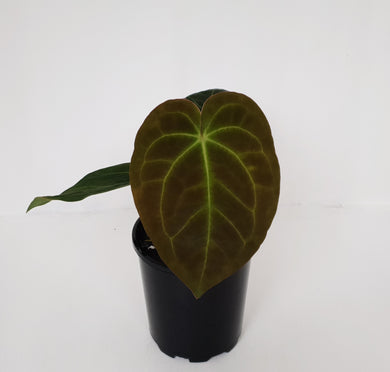 #1 Anthurium 'Velvet Shadow'