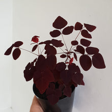 Load image into Gallery viewer, Oxalis Hedysaroides - Fire Fern