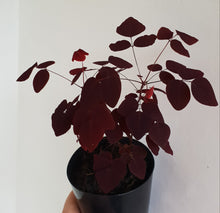 Load image into Gallery viewer, Oxalis Hedysaroides - Fire Fern