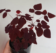 Load image into Gallery viewer, Oxalis Hedysaroides - Fire Fern