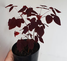 Load image into Gallery viewer, Oxalis Hedysaroides - Fire Fern