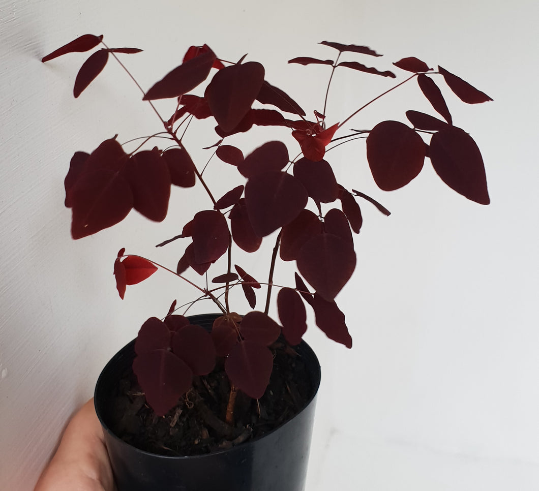 Oxalis Hedysaroides - Fire Fern