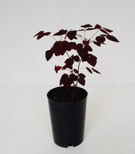 Load image into Gallery viewer, Oxalis Hedysaroides - Fire Fern