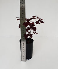 Load image into Gallery viewer, Oxalis Hedysaroides - Fire Fern
