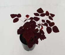 Load image into Gallery viewer, Oxalis Hedysaroides - Fire Fern