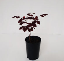 Load image into Gallery viewer, Oxalis Hedysaroides - Fire Fern