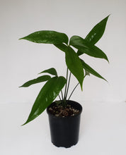 Load image into Gallery viewer, Anthurium Digitatum