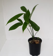 Load image into Gallery viewer, Anthurium Digitatum