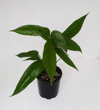 Load image into Gallery viewer, Anthurium Digitatum