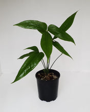 Load image into Gallery viewer, Anthurium Digitatum