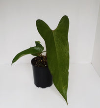 Load image into Gallery viewer, Anthurium Unknown ID