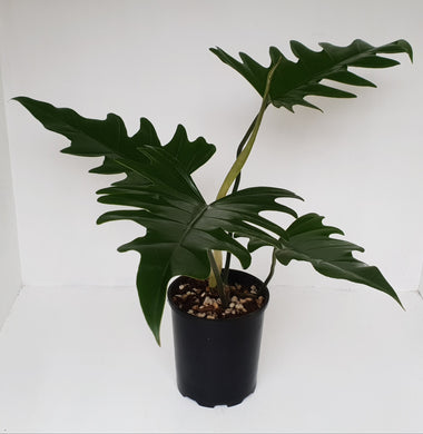 Philodendron Hendersons Delight