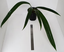 Load image into Gallery viewer, Large Anthurium Bakeri
