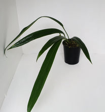 Load image into Gallery viewer, Large Anthurium Bakeri