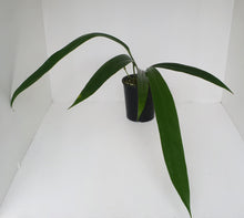 Load image into Gallery viewer, Large Anthurium Bakeri