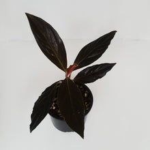 Load image into Gallery viewer, Rhodospatha Sp.