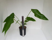 Load image into Gallery viewer, Anthurium &#39;Trencher&#39; (Birds Nest Anthurium x Watermaliense)