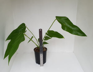 Anthurium 'Trencher' (Birds Nest Anthurium x Watermaliense)