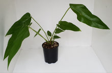 Load image into Gallery viewer, Anthurium &#39;Trencher&#39; (Birds Nest Anthurium x Watermaliense)