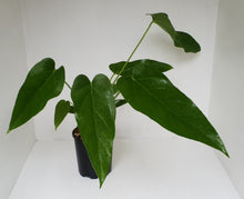 Load image into Gallery viewer, Anthurium &#39;Trencher&#39; (Birds Nest Anthurium x Watermaliense)
