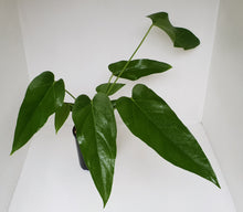 Load image into Gallery viewer, Anthurium &#39;Trencher&#39; (Birds Nest Anthurium x Watermaliense)