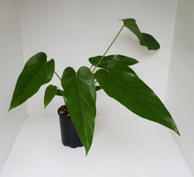 Load image into Gallery viewer, Anthurium &#39;Trencher&#39; (Birds Nest Anthurium x Watermaliense)