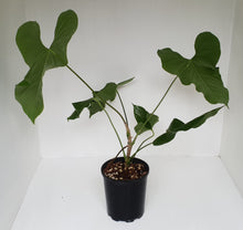 Load image into Gallery viewer, Large Anthurium Balaoanum