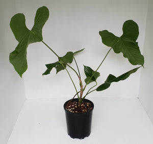 Large Anthurium Balaoanum