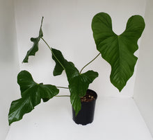 Load image into Gallery viewer, Large Anthurium Balaoanum