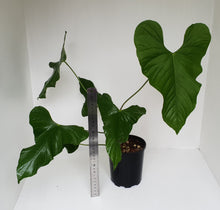 Load image into Gallery viewer, Large Anthurium Balaoanum